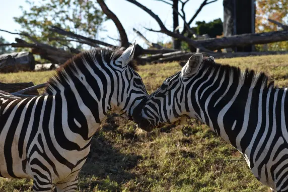 Κασίνια Καζίνο Υποστηριξη